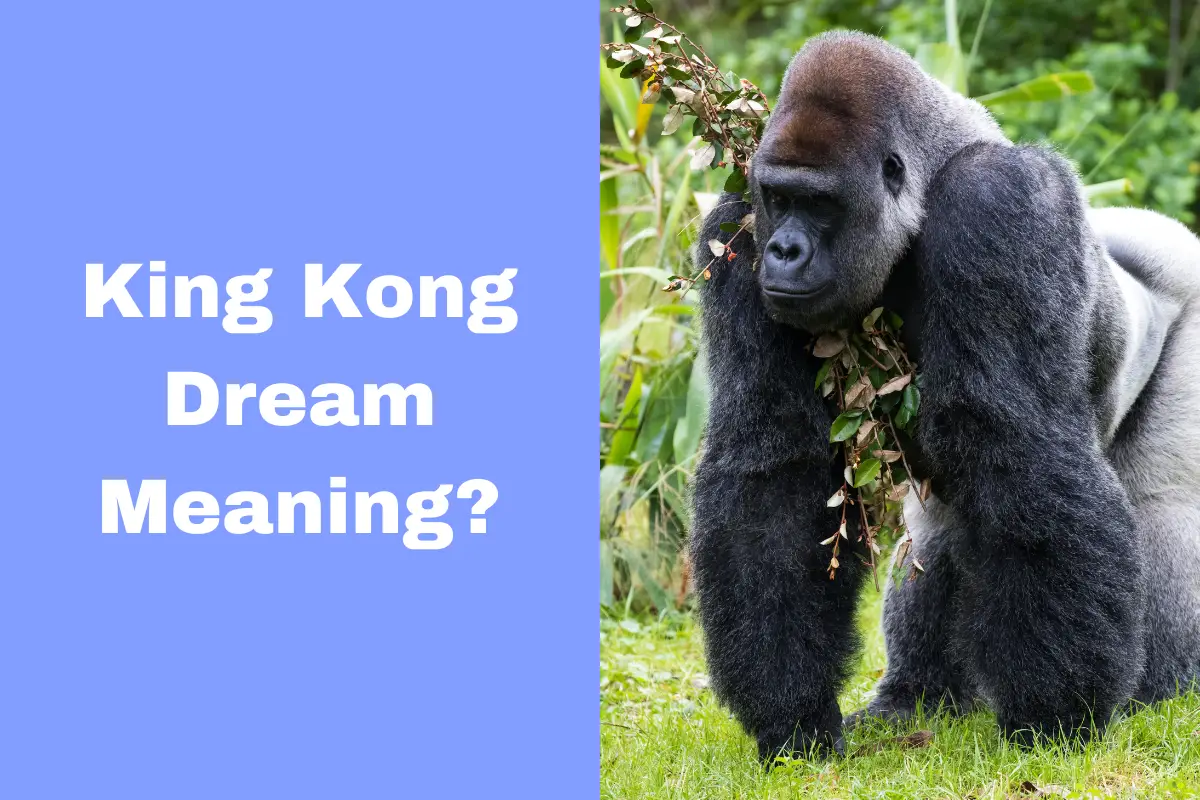 King Kong Dream Meaning