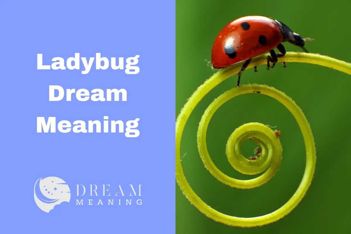 ladybug-dream-meaning-what-does-it-mean-when-you-see-a-ladybug-in-your