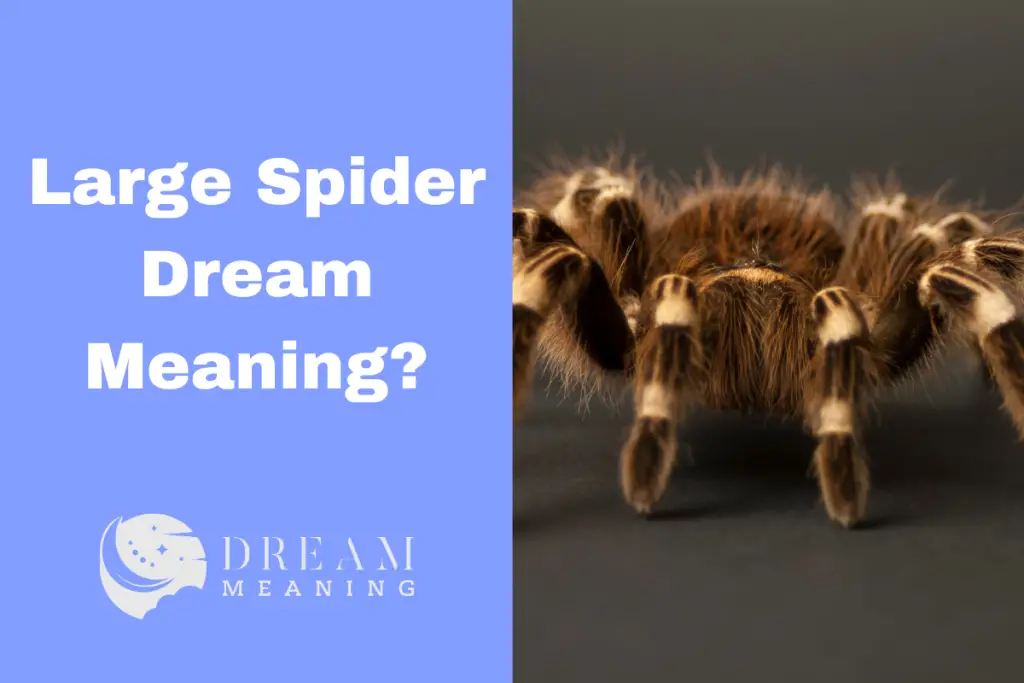 dreaming-of-large-spiders-here-s-what-it-means-the-dream-meaning