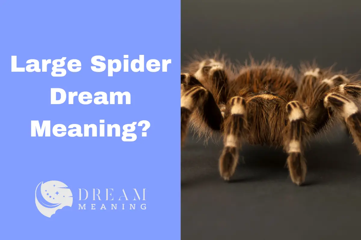 Large Spider Dream Meaning