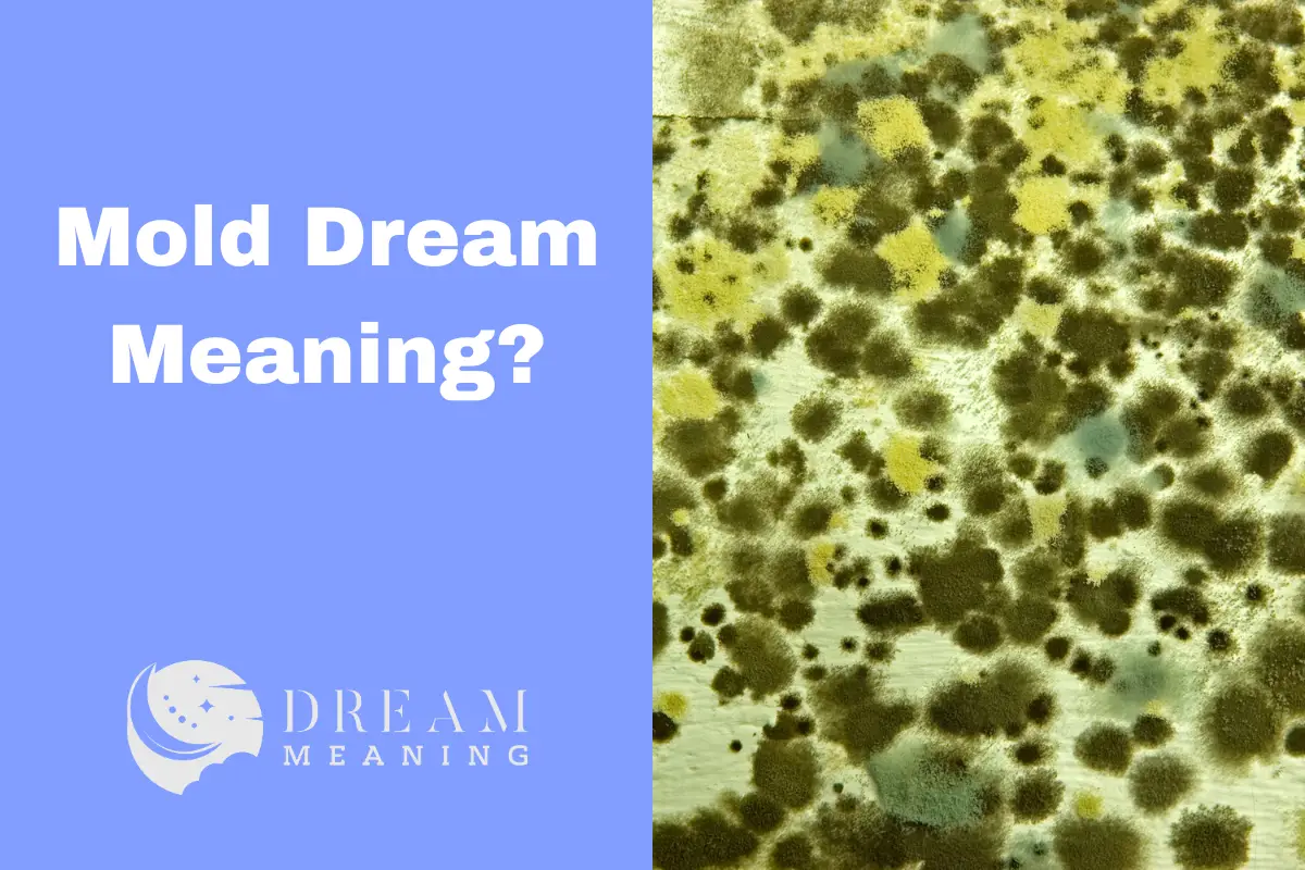 Mold Dream Meaning: Uncover the Hidden Messages in Your Dreams - The