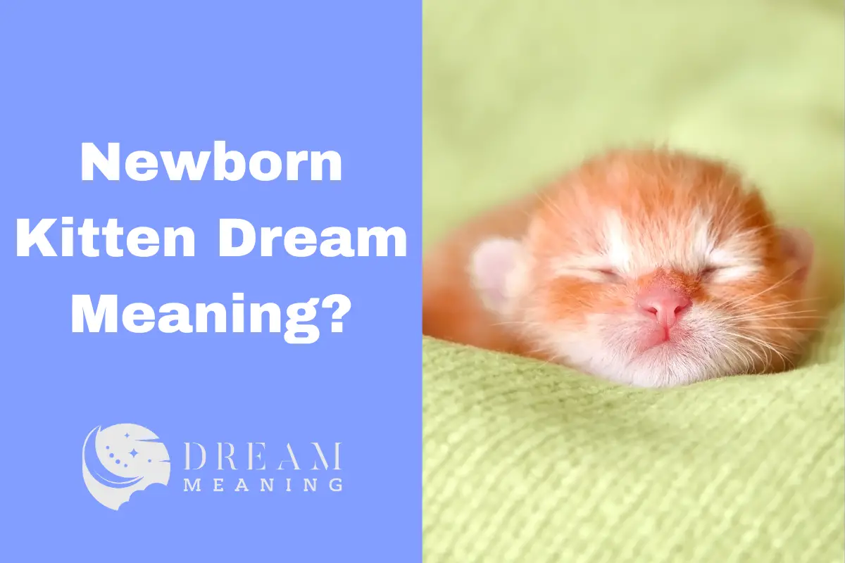 dreaming-about-a-newborn-kitten-here-s-what-it-means-the-dream