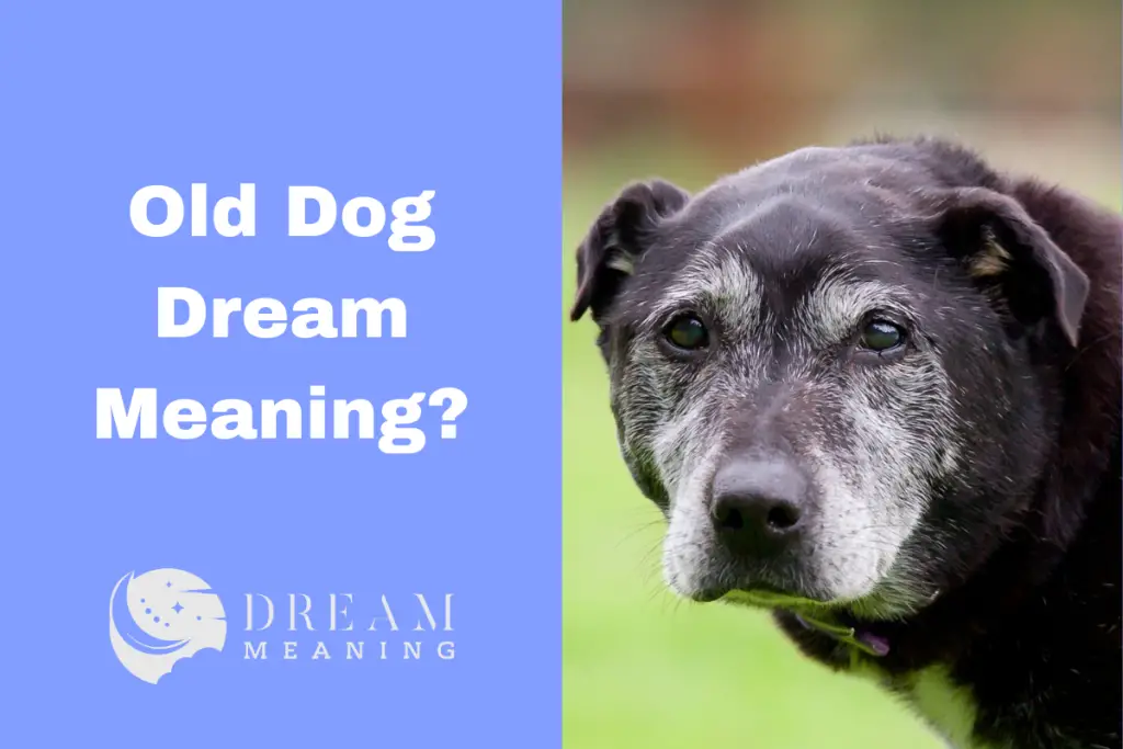 Old Dog Dream Meaning Uncovering The Hidden Significance Behind It