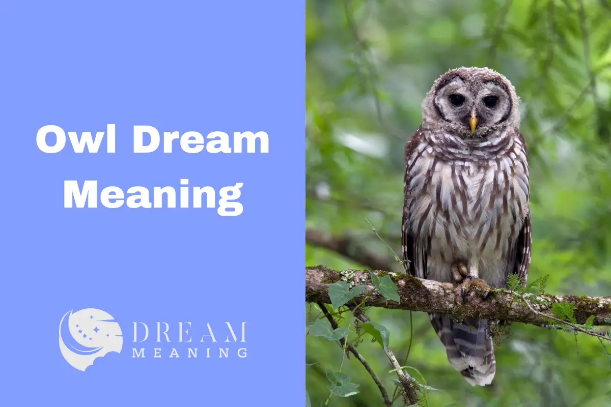 understanding-the-owl-dream-meaning-what-does-it-mean-to-see-an-owl-in