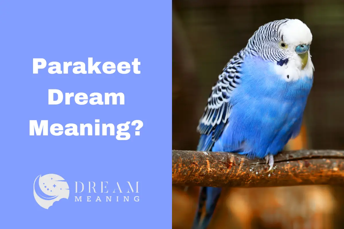 Parakeet Dream Meaning