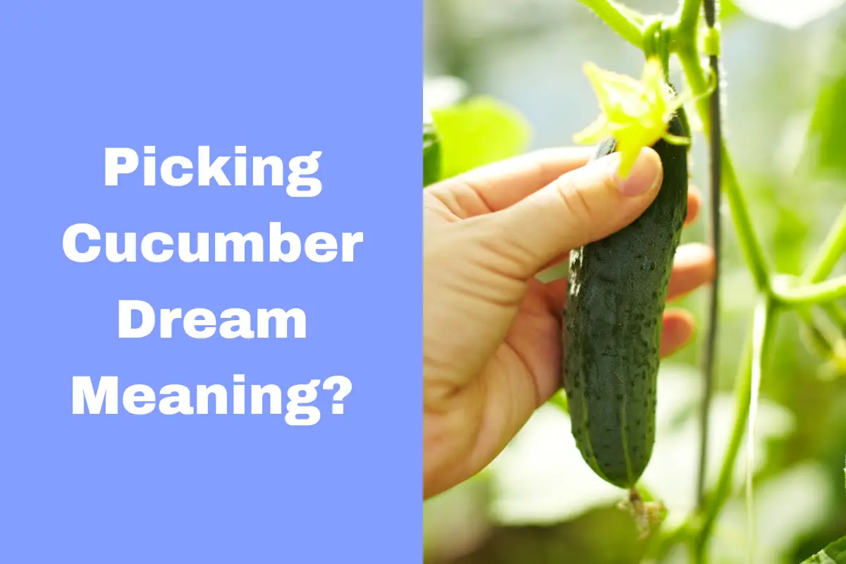 Picking Cucumber Dream Meaning