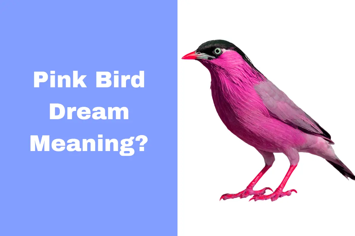 Pink Bird Dream Meaning