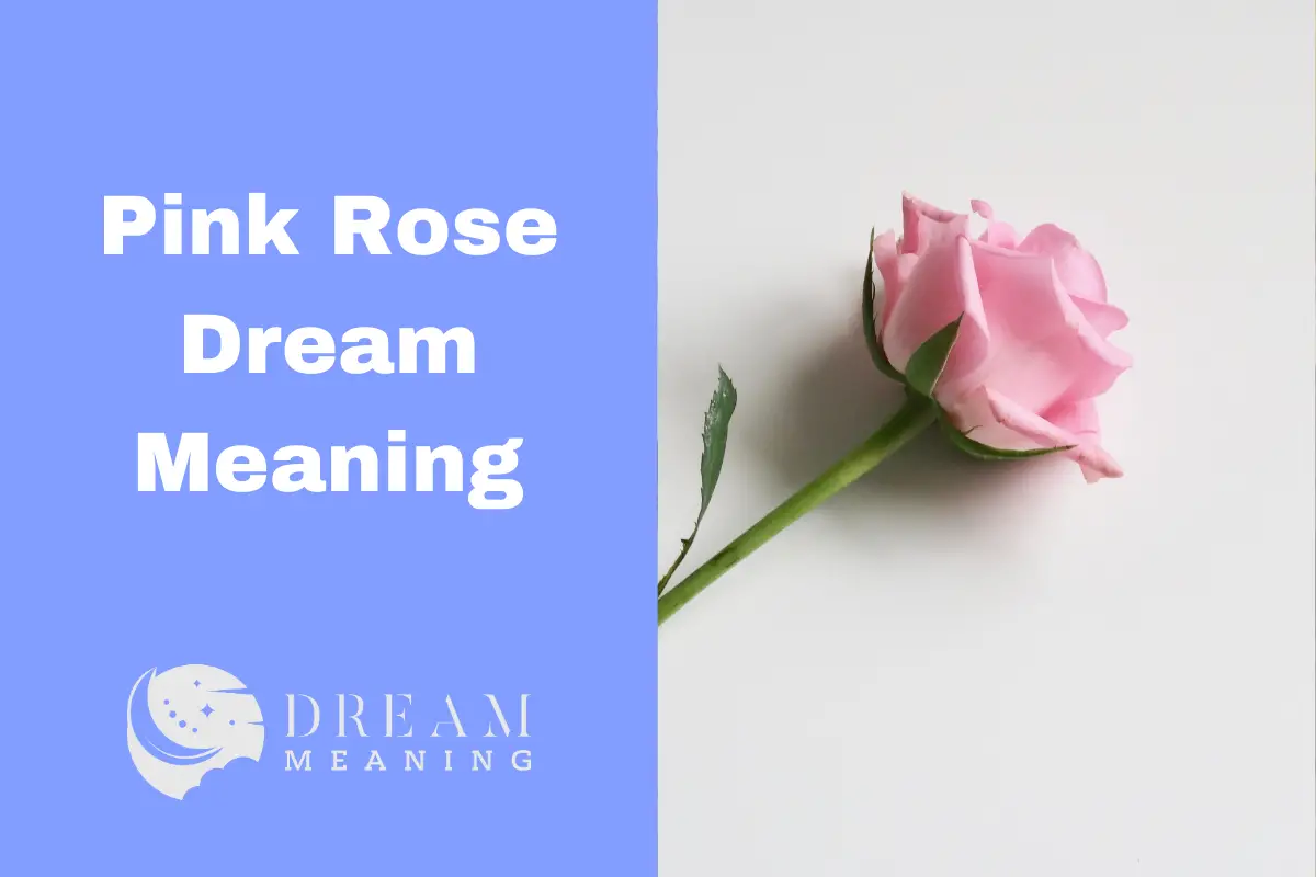 Pink Rose Dream Meaning