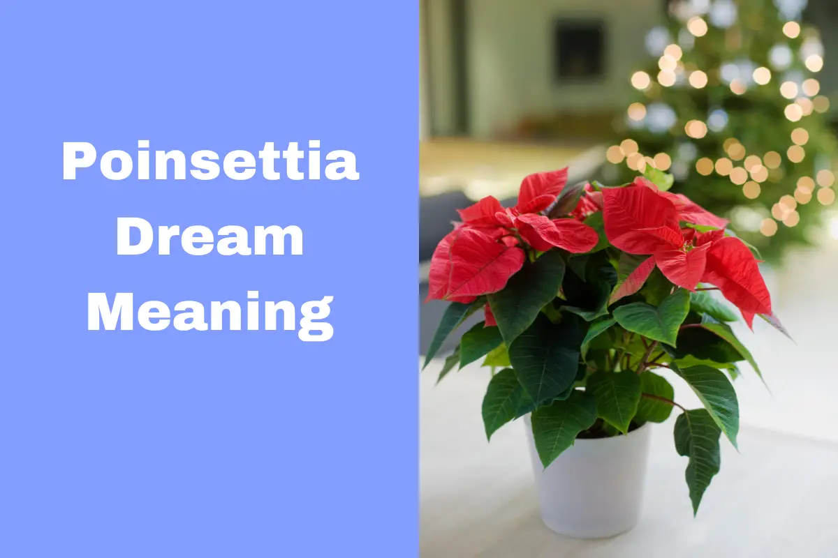 Poinsettia Dream Meaning