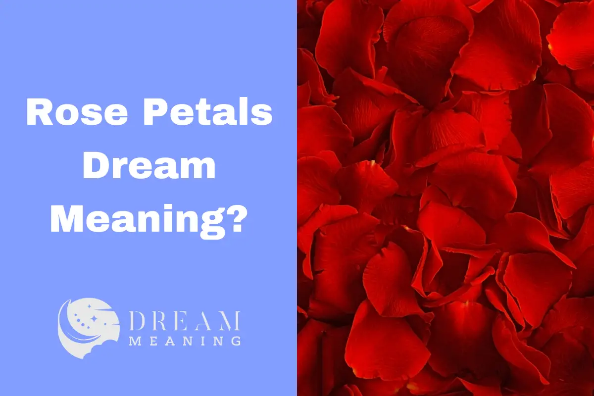 Dreaming Of Rose Petals What Does It Mean? The Dream Meaning