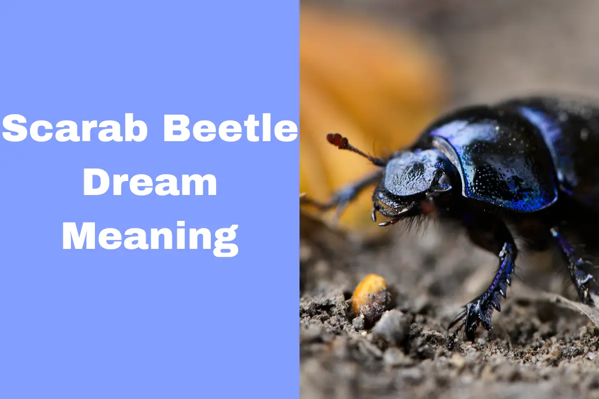 Scarab Beetle Dream Meaning