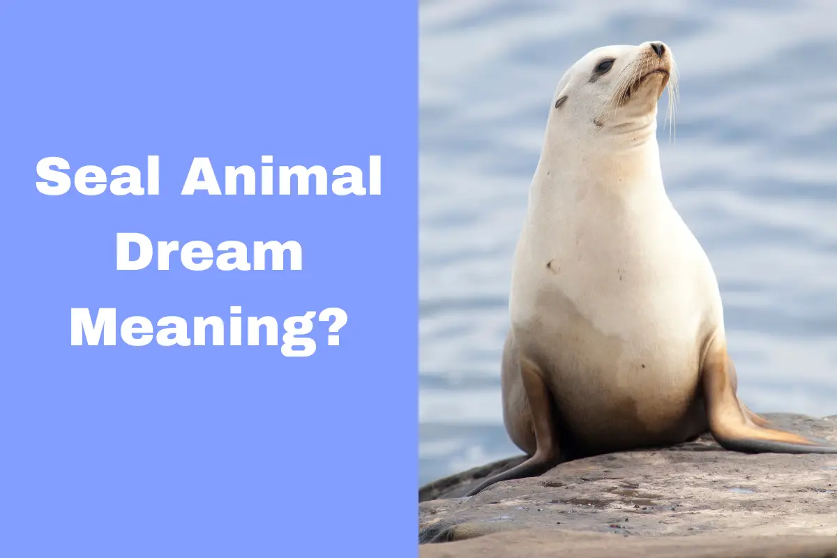 Dream Meaning Of Seals Uncover The Symbolism Behind This Animal The