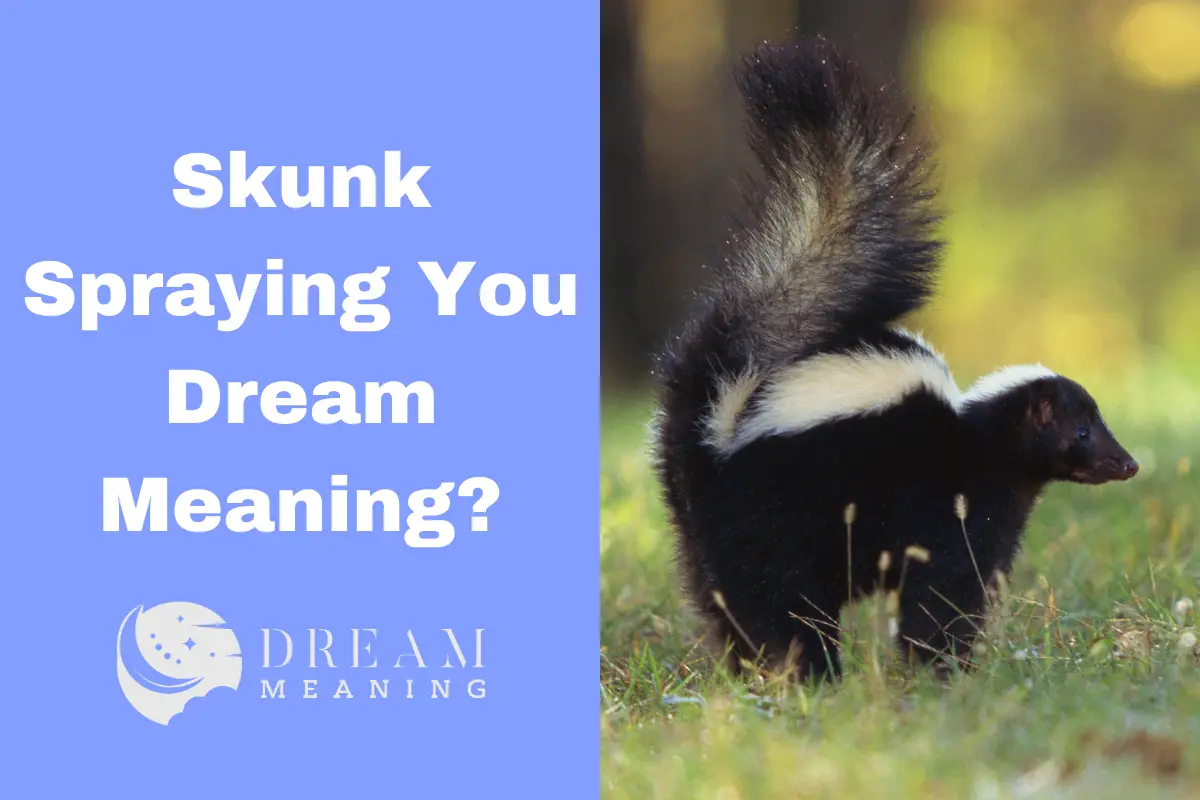 Dream Meaning Of Skunk Spraying You: Here's What It Could Mean - The