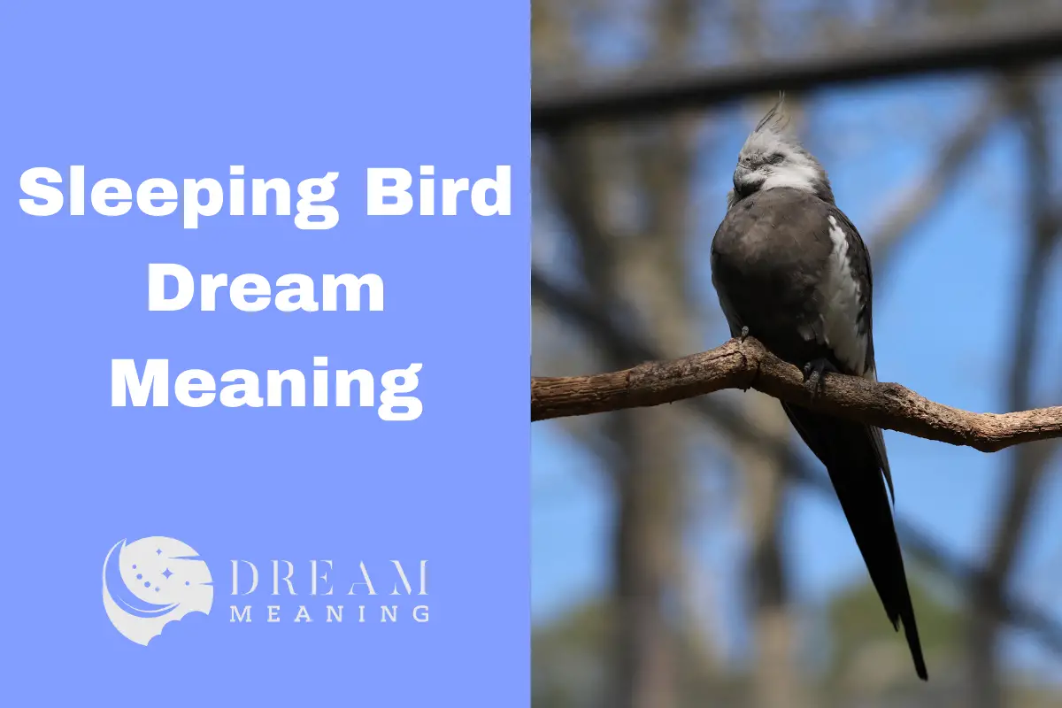 dream-meaning-of-a-sleeping-bird-uncovering-the-hidden-message-the