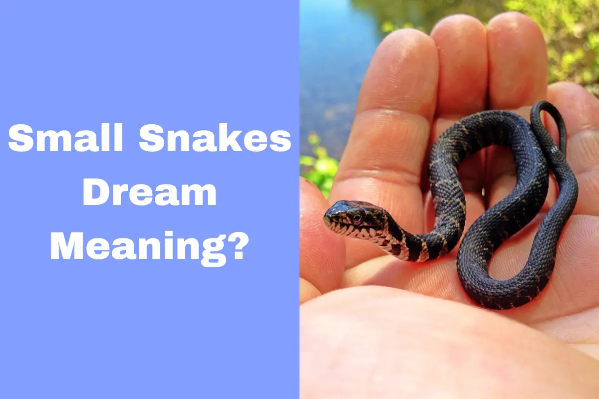 Small Snakes Dream Meaning