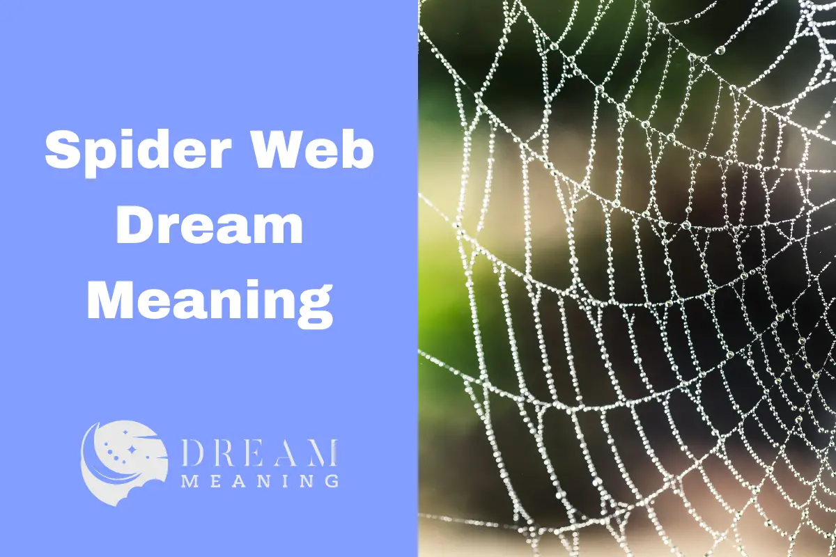 Dreaming Of A Spider Web? Here's What It Really Means - The Dream Meaning