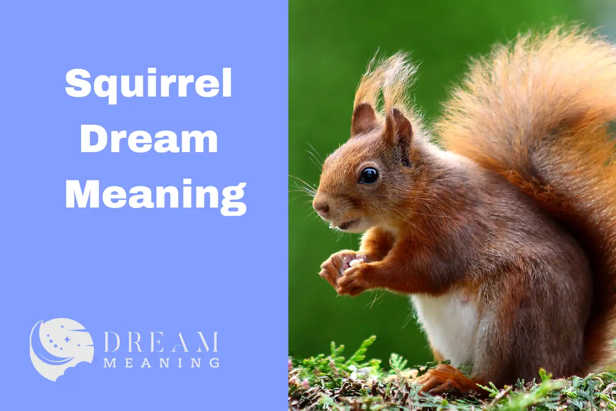 Squirrel Dream Meaning