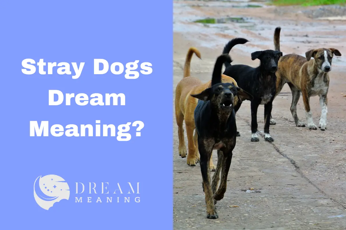 Stray Dogs Dream Meaning