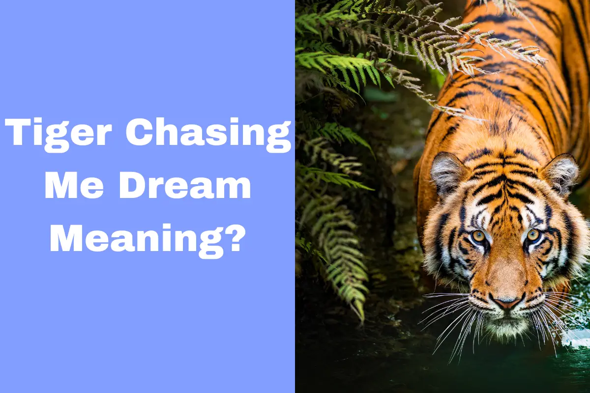 Tiger Chasing Me Dream Meaning