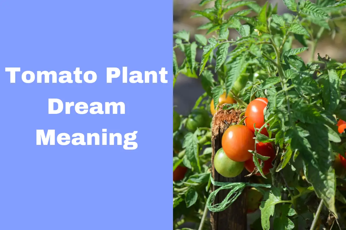 Tomato Plant Dream Meaning