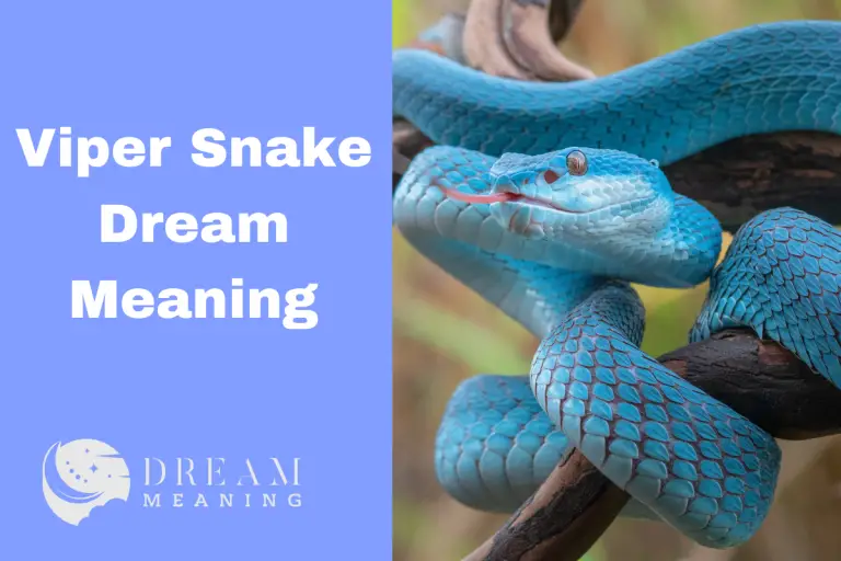 Viper Snake Dream Meaning What Does It Mean And How To Interpret It