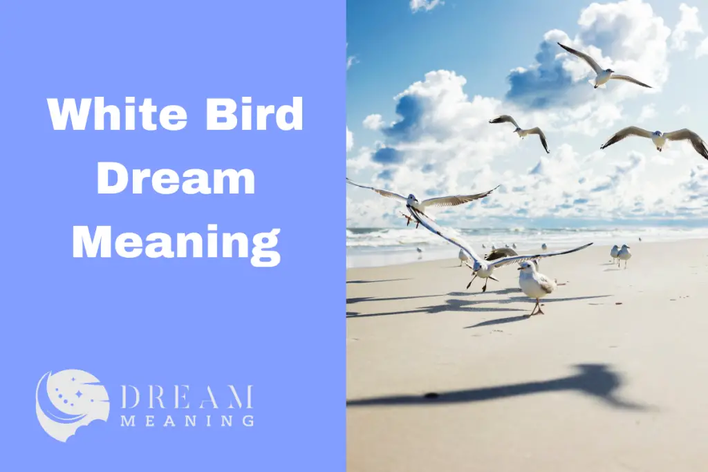 White Bird Dream Meaning What Is The Significance Of This Symbol