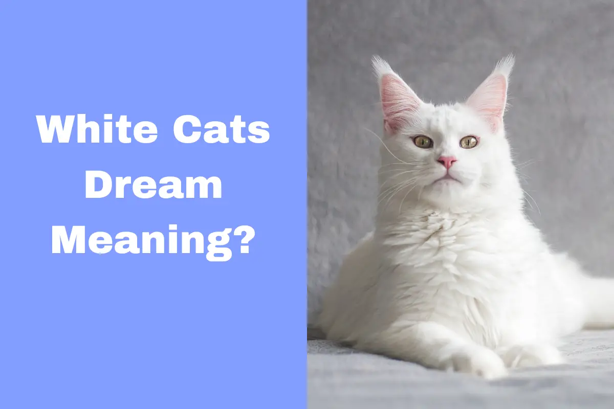 White Cats Dream Meaning: Unraveling the Mysteries Behind Common Dreams