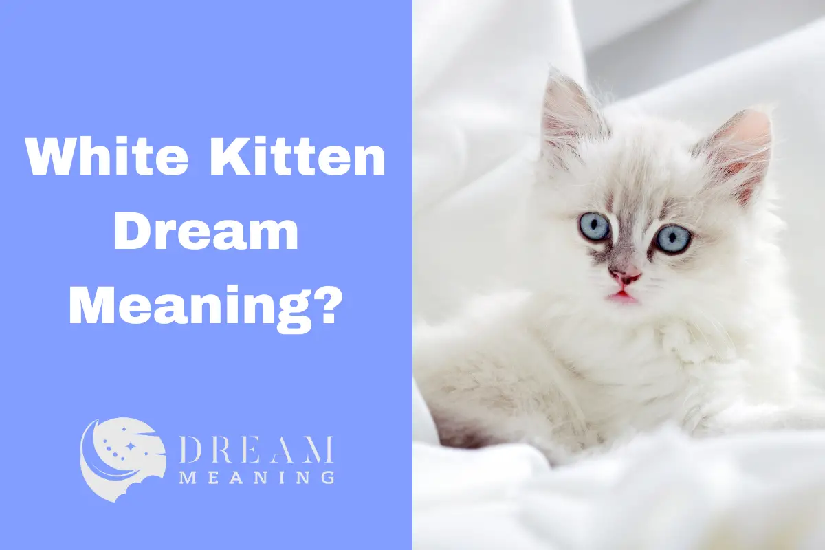 White Kitten Dream Meaning