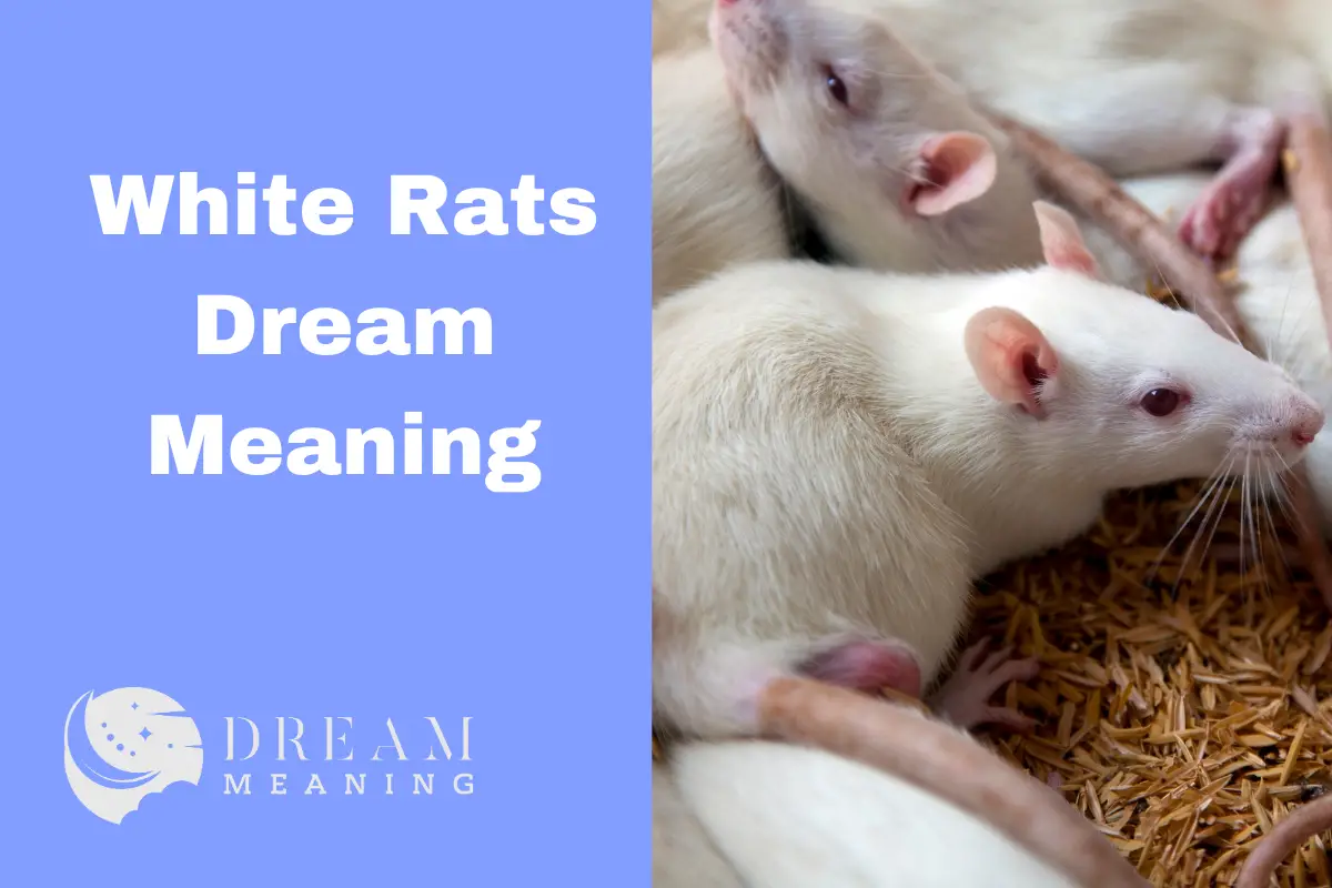 White Rats Dream Meaning