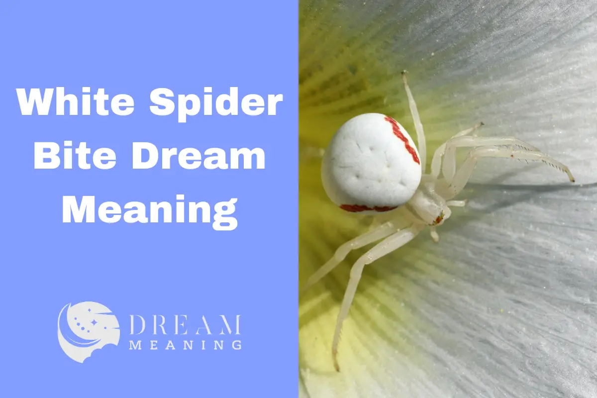 Yellow Spider Bite Dream Meaning